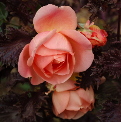 Heaven_on_Earth_0010__S2_39900.jpg