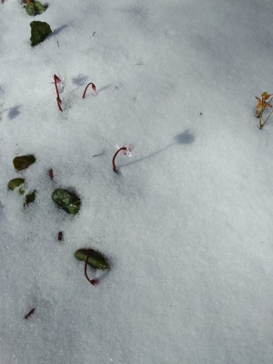 5 cm Neuschnee
