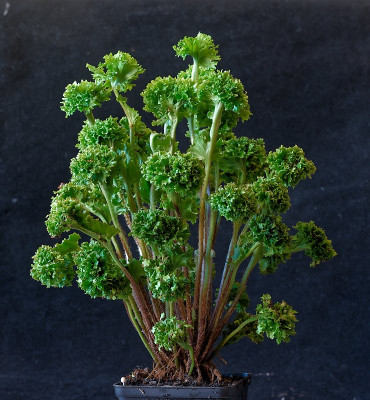 DSC_9465_DxO.jpg