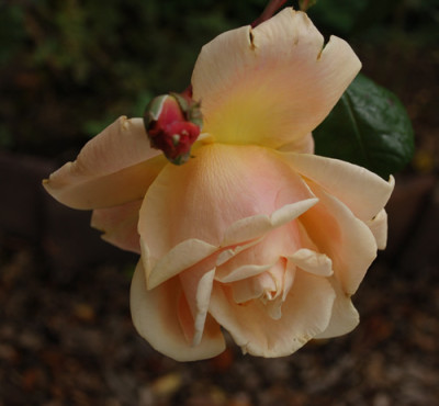 Royal_Sunset_0012__P_39944.jpg