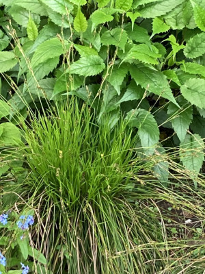 Carex morrowii var. temnolepis, Aster div, Myosotis.JPG