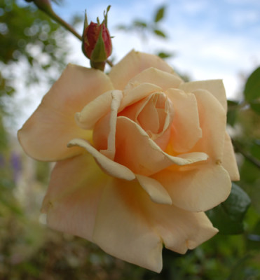 Royal_Sunset_0013__P_39945.jpg