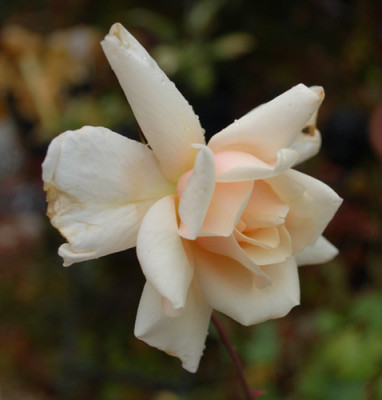 Marie_Girard_0010__39868.jpg