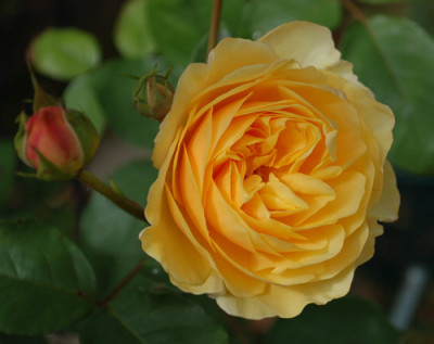 Graham_Thomas_0010__S_39991.jpg