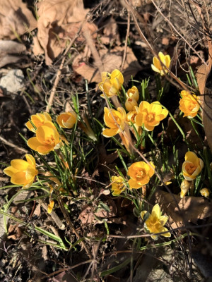 Diese Krokusse blühen immer als erste
