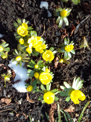 Sonne12.jpg