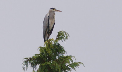 Fischreiher.jpg