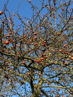 IMG_6303.jpeg