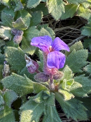 IMG_6326.jpeg