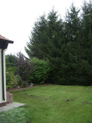 Fichtenhecke_2014(2).JPG
