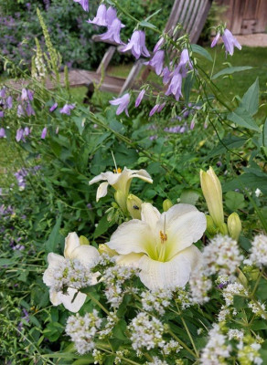 Hemerocallis Adenophora .jpg