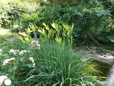 Hemerocallis citrina x.JPG