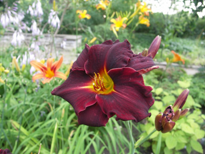 Hemerocallis Hyb. Ed Murray.JPG