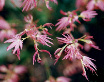 Acer_palmatum_Wilsons_pink_dwarf_Austrieb.jpg