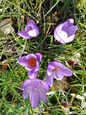 Elfenkrokuss