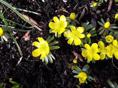 Eranthis hyemalis