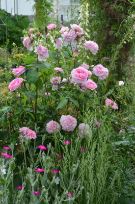 Rose-GertrudeJekyll.21-4.jpg