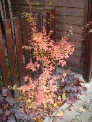 Acer_palmatum_Wilsons_Pink_Dwarf_Herbst_klein.jpg