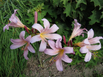Lycoris-squamigera1.jpg