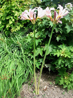 Lycoris-squamigera2.jpg