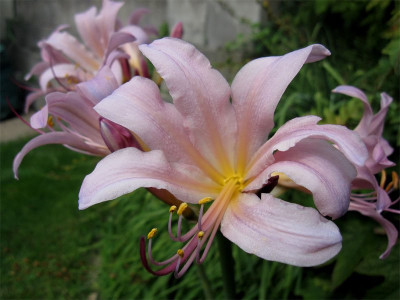 Lycoris-squamigera3.jpg