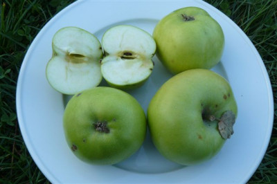 Zitronenapfel.00.JPG