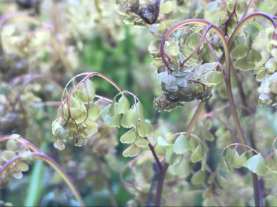 Thalictrum Austrieb x (1).JPG