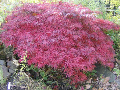Acer-dissectum-081008.jpg