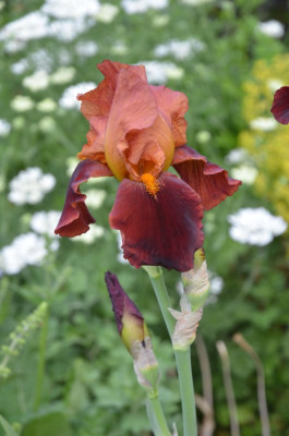 Iris-NatchezTrace.21-1.jpg