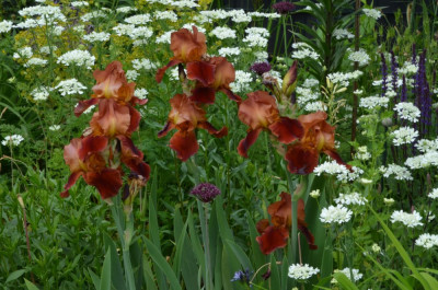 Iris-NatchezTrace.22-2.jpg
