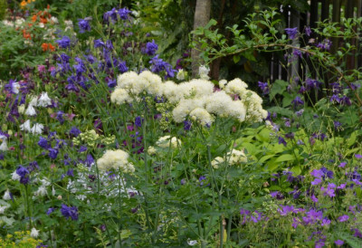 Thalictrum_aquilegifolium-Mali me Gropa.22-2.jpg