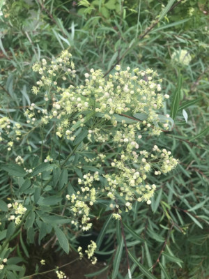 Thalictrum ´Elin´x Detail (1).JPG