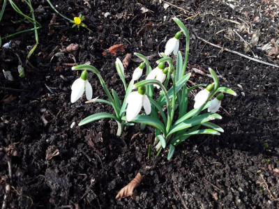 Galanthus nivalis