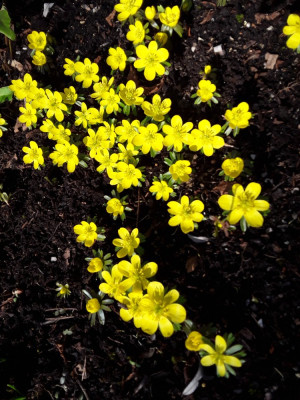 Eranthis hyemalis