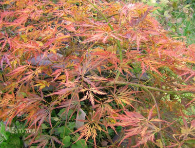 Acer-pamaltum-ornatum-09100.jpg