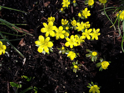 Eranthis hyemalis