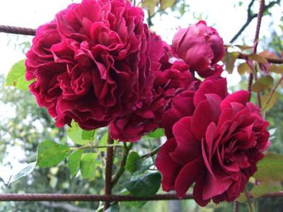Tess_of_the_dUrbervilles_Herbst_o8.jpg