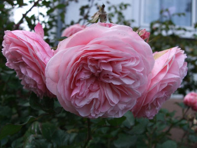 Mariatheresia_Herbst_o8.jpg