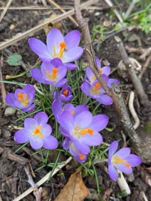 IMG_5825.jpeg
