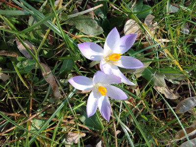 Elfenkrokusse
