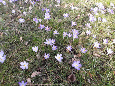 In der Wiese