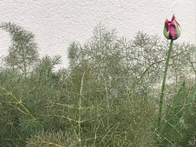 Foeniculum v. ´Rubrum´ (2).JPG