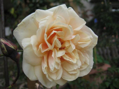 mme_trifle_9-10-08_Small.JPG