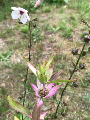 Monarda punctata x.JPG