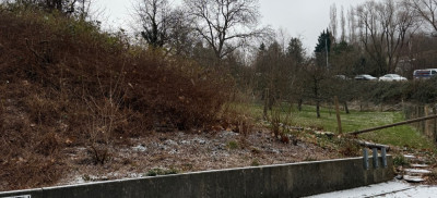 Dieses Winter. Die Purpurbeeren gingen früher bis zum Stützmauer