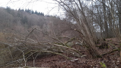 IMG-20250222-WA0006.jpeg