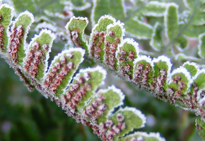 Dryopteris_erythr_2111.jpg