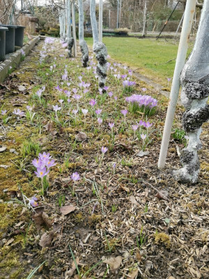 Spindelreihe Crocus 20250222.jpeg
