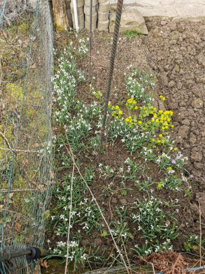 Berlepsch Pinova Galanthus 20250222.jpeg