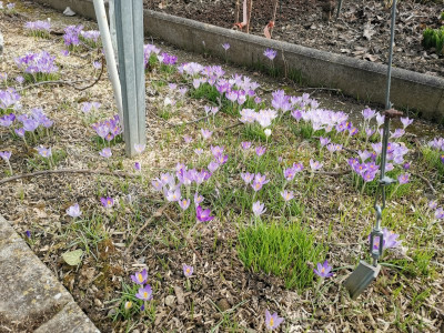 Crocus 20250222.jpeg